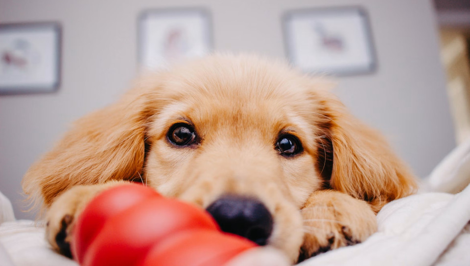 happy pet + owner photo